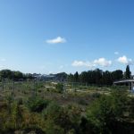 Vom Pilzkonzept zur Wildnis Vom Pilzkonzept zur Wildnis